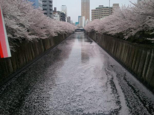 东京目黑川樱花凋落后极致美景引话题