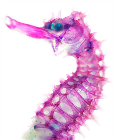 动物的神奇色彩 日本透明标本艺术