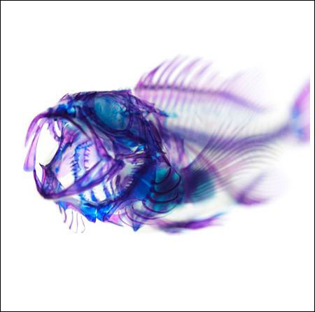 动物的神奇色彩 日本透明标本艺术