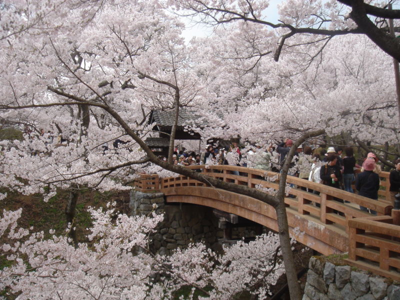 2012赏樱花期预测——长野