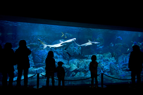 大分海洋宫殿水族馆