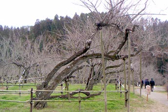 吉野卧龙梅传说故事