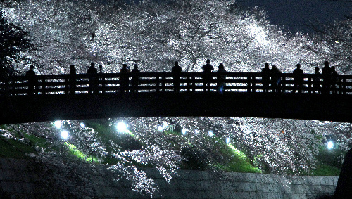 夜晚中的光芒 名古屋市赏樱圣地夜樱迎来欣赏时节
