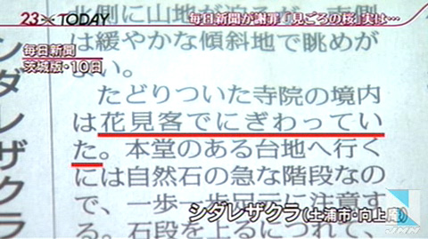 每日新闻社登出樱花景点却只见树桩引话题