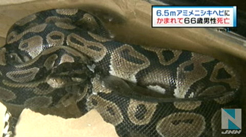 茨城县一宠物店中6米蟒蛇咬死66岁老汉
