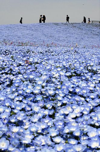 福冈国营海滨公园200万株喜林草迎来观赏时节