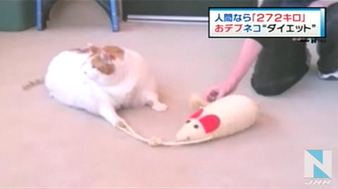 美国一只超级肥猫引起日本网民一阵热议