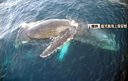 鹿儿岛海面出现鲸鱼浮尸或与日前事故有关