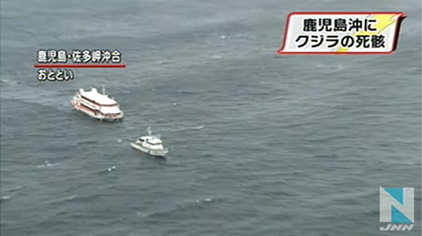 鹿儿岛海面出现鲸鱼浮尸或与日前事故有关