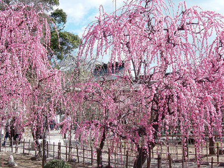 结城神社的枝垂梅 - 日本通
