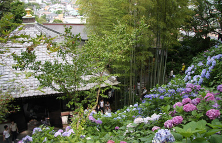 探访神奈川紫阳花长谷寺