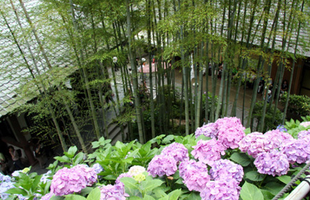 探访神奈川紫阳花长谷寺