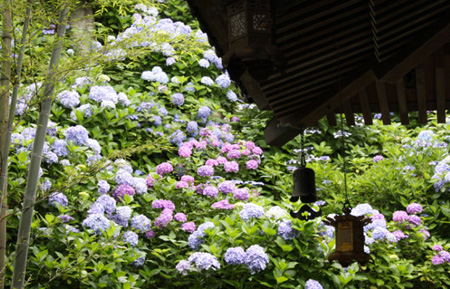 探访神奈川紫阳花长谷寺