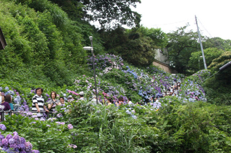 探访神奈川紫阳花长谷寺