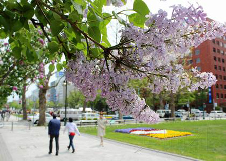 日本札幌丁香花节在大通公园开幕