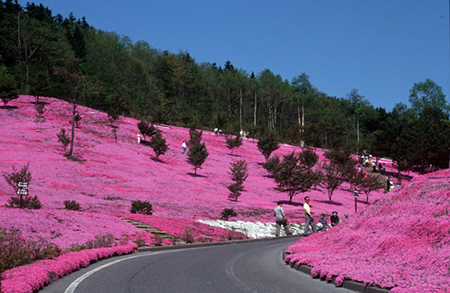 北海道数万株芝樱竞相开放吸引游客观赏