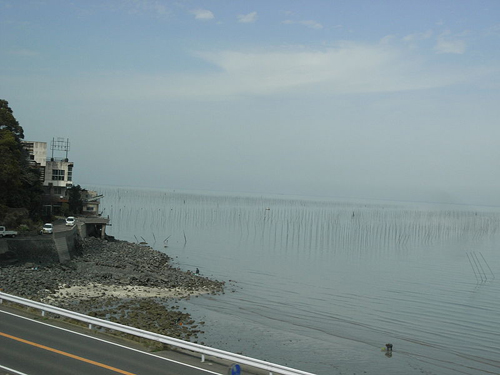 佐贺海苔