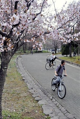 北海道樱花一日之内接连盛开 统计史上首次