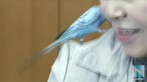 神奈川丨迷途鹦鹉说出地址寻访主人引记者围观