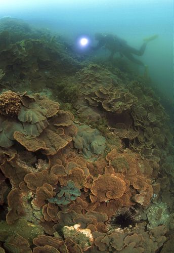 长崎县对马海岸世界上最北珊瑚礁更新记录