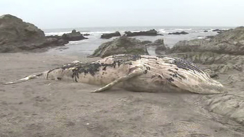 千叶县海岸一条8米巨鲸遗体被冲向沙滩