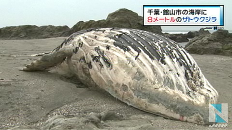 千叶县海岸一条8米巨鲸遗体被冲向沙滩