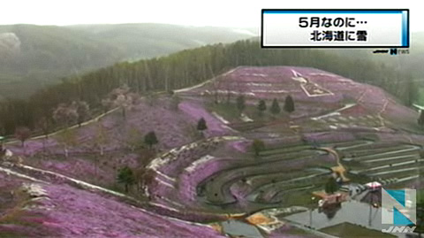 北海道五月飞雪 粉樱白雪景色迷人