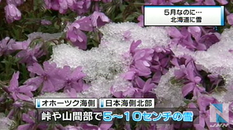 北海道五月飞雪 粉樱白雪景色迷人