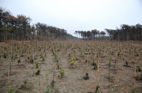 宫城县填土造林 沿岸种植6000棵树防御海啸