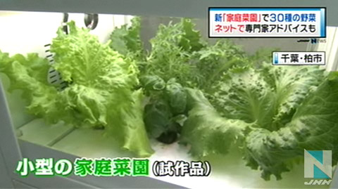 自己种菜最安全！日本推出家庭菜园可种30种菜