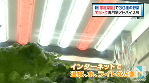 自己种菜最安全！日本推出家庭菜园可种30种菜