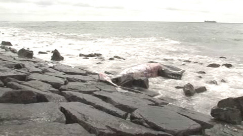 北海道丨苫小牧海岸发现体长6米鲸鱼遗骸