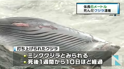 北海道丨苫小牧海岸发现体长6米鲸鱼遗骸