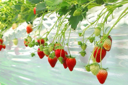 在“草莓王国”采摘草莓