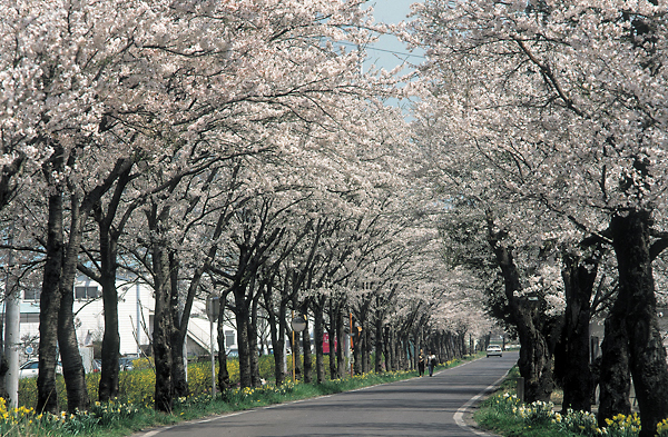 太平山樱花隧道 日本通
