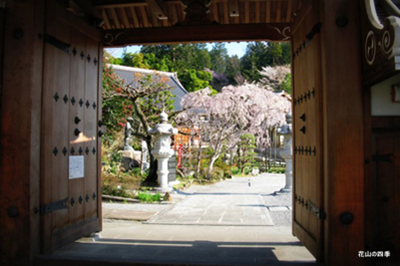 太山寺和枝垂樱