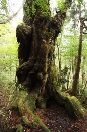 神秘植物王国屋久岛