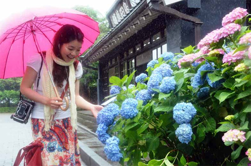 日本京都“绣球花节”开幕