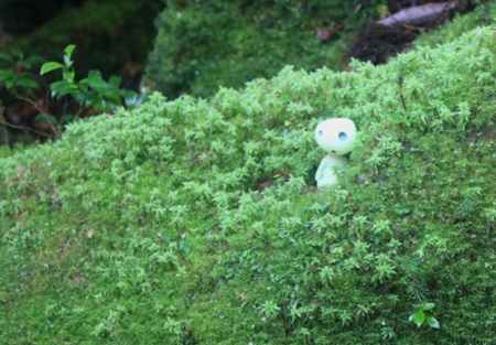 去屋久岛体验《幽灵公主》的神秘世界