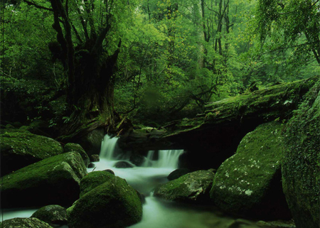 去屋久岛体验《幽灵公主》的神秘世界