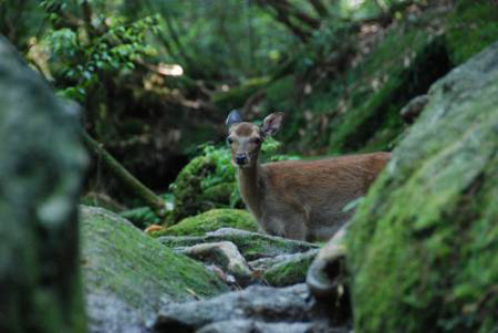 去屋久岛体验《幽灵公主》的神秘世界