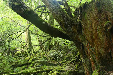去屋久岛体验《幽灵公主》的神秘世界