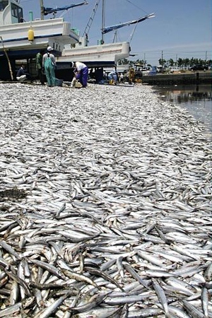 千叶县大原渔港出现大量死亡沙丁鱼