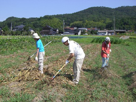日本农民家庭2011年平均收入降至951万日元