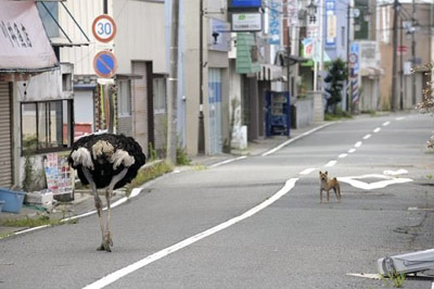 福岛核电站避难区中动物们享受生活引话题