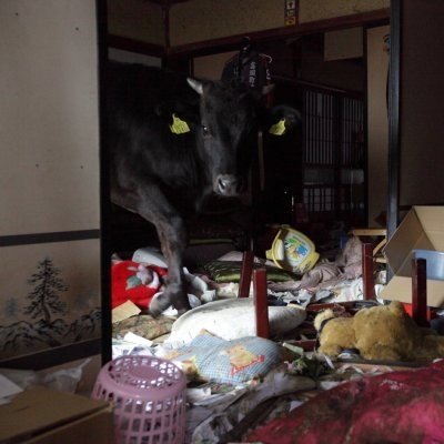 福岛核电站避难区中动物们享受生活引话题