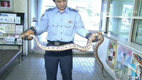千叶丨公寓发现1.5米大蟒蛇被警方成功捕获