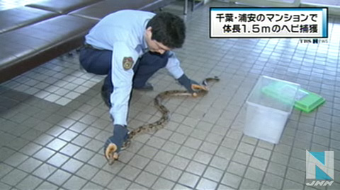 千叶丨公寓发现1.5米大蟒蛇被警方成功捕获