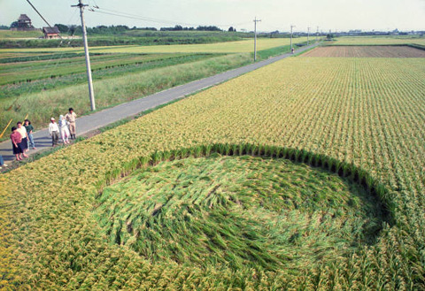 北海道麦田惊现神秘怪圈？是否是超自然现象？