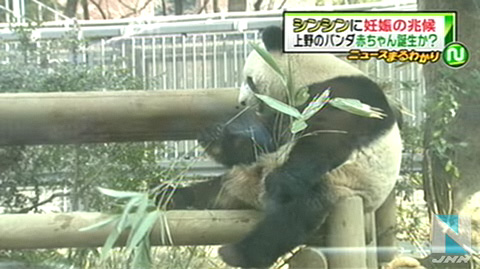 上野动物园中国大熊猫“仙女”出现怀孕迹象